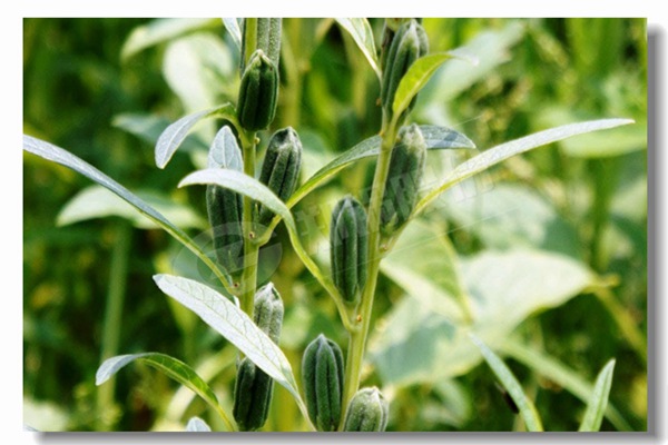 循環(huán)流化床鍋爐內有傳熱過程有哪些？